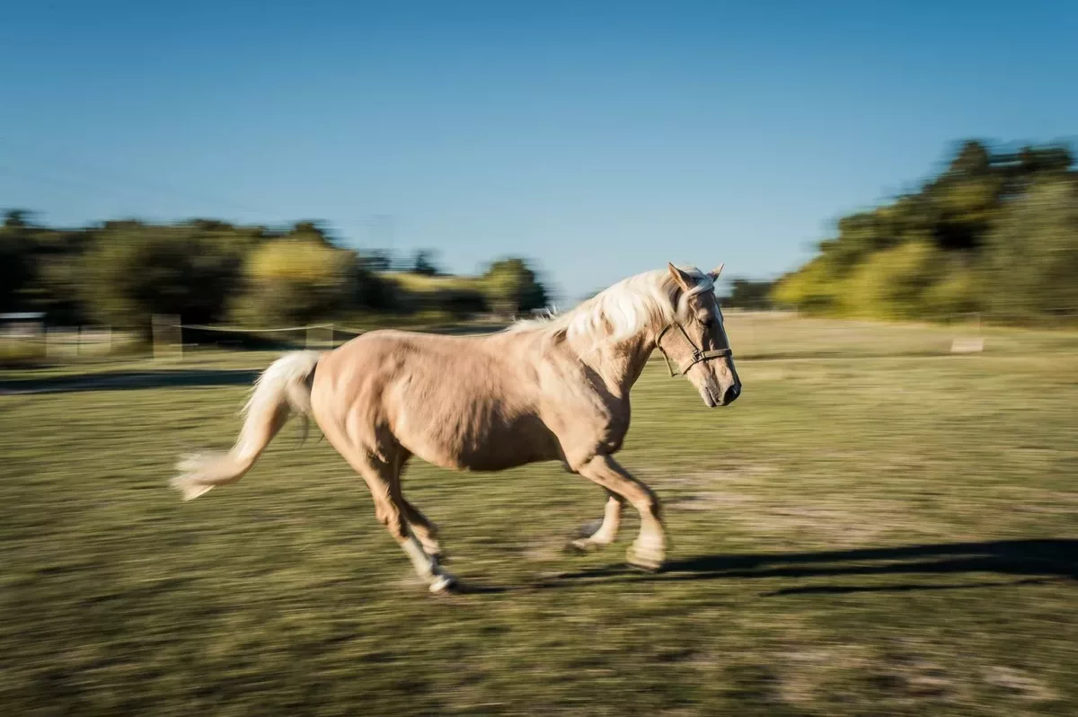 photographe séance cheval bordeaux