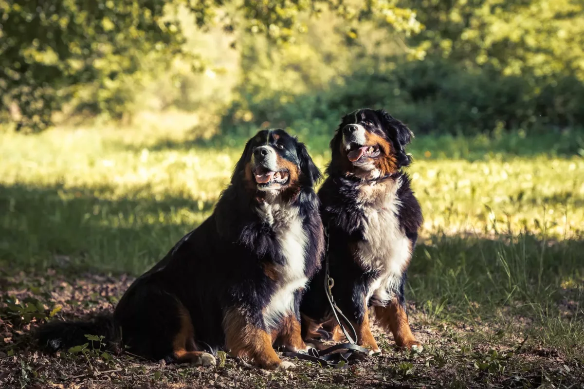 photographe séance chien bordeaux